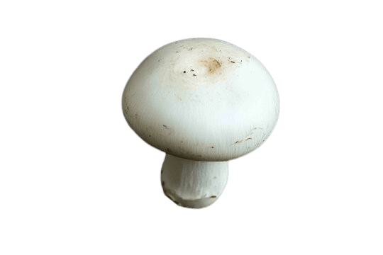 Floating Mushroom